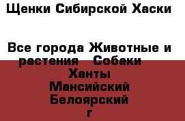 Щенки Сибирской Хаски - Все города Животные и растения » Собаки   . Ханты-Мансийский,Белоярский г.